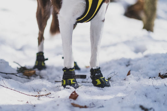 Snow Boots Pets